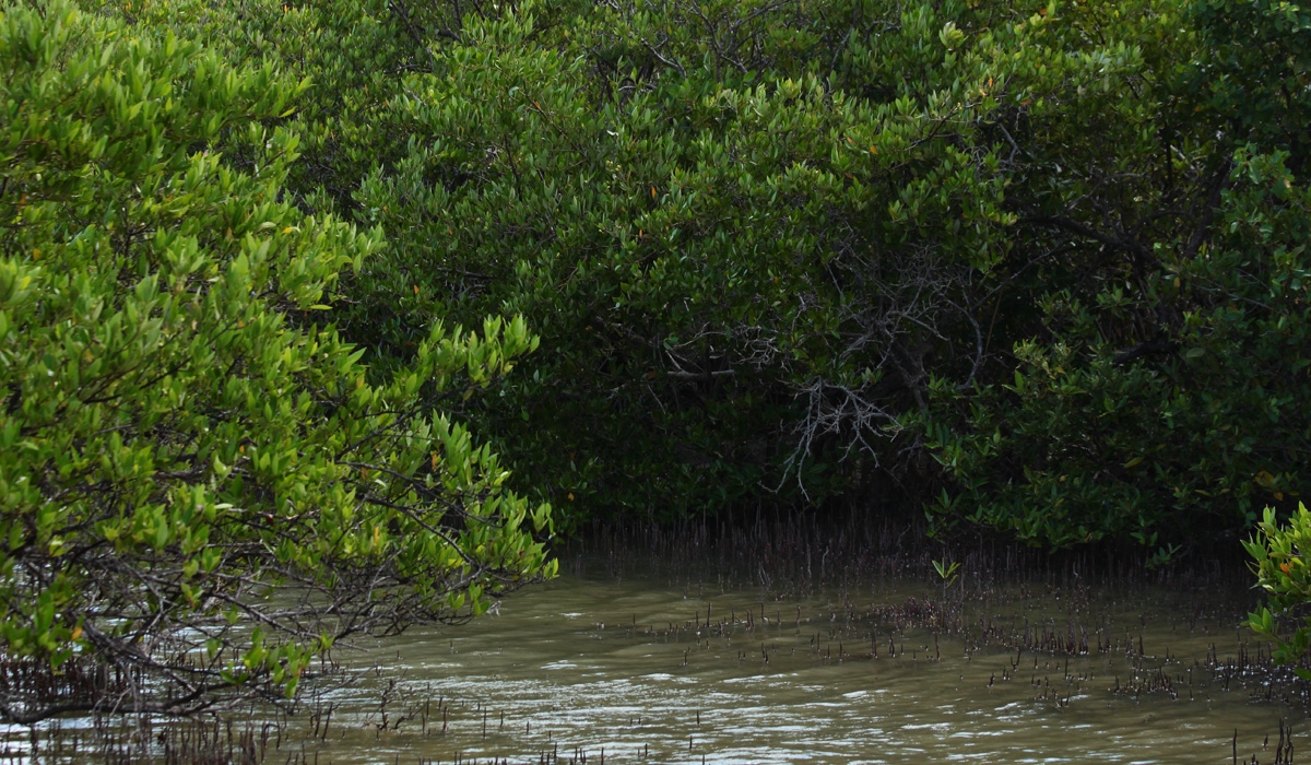 Biodiversité, mangrove en Martinique