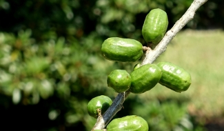 Prunes d'Espagne vertes