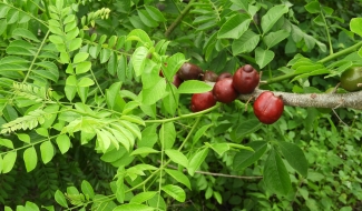 Prunes d'Espagne rouge foncé