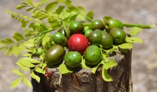 Prunes d'Espagne rouge et vertes