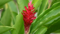 Alpinia Purpurata rouge
