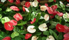 Anthuriums roses, blancs et rouges