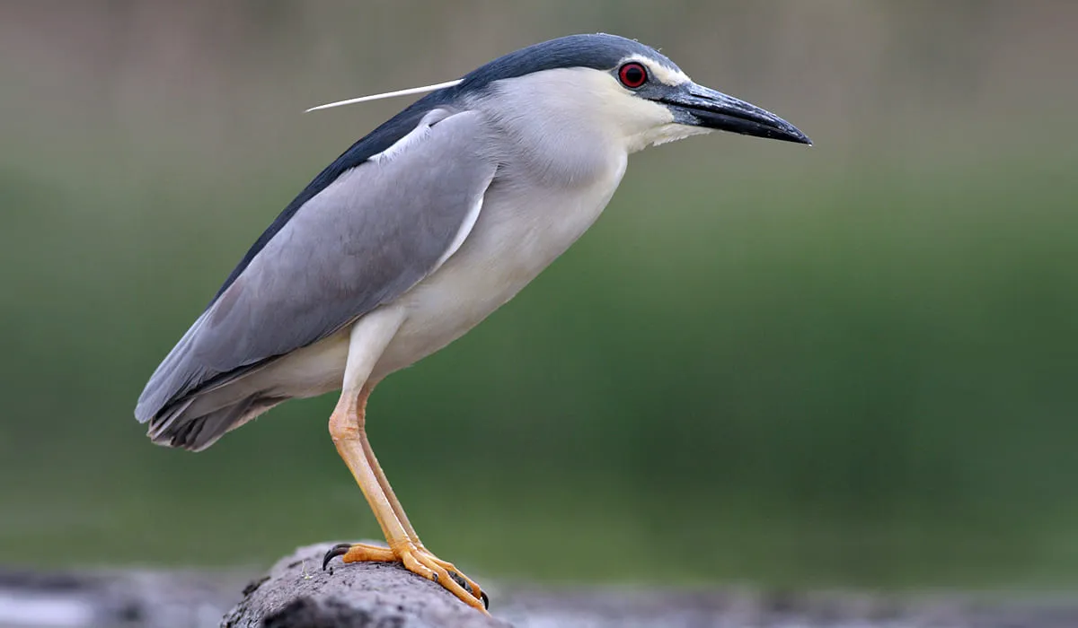 Vue rapprochée de bihoreau gris
