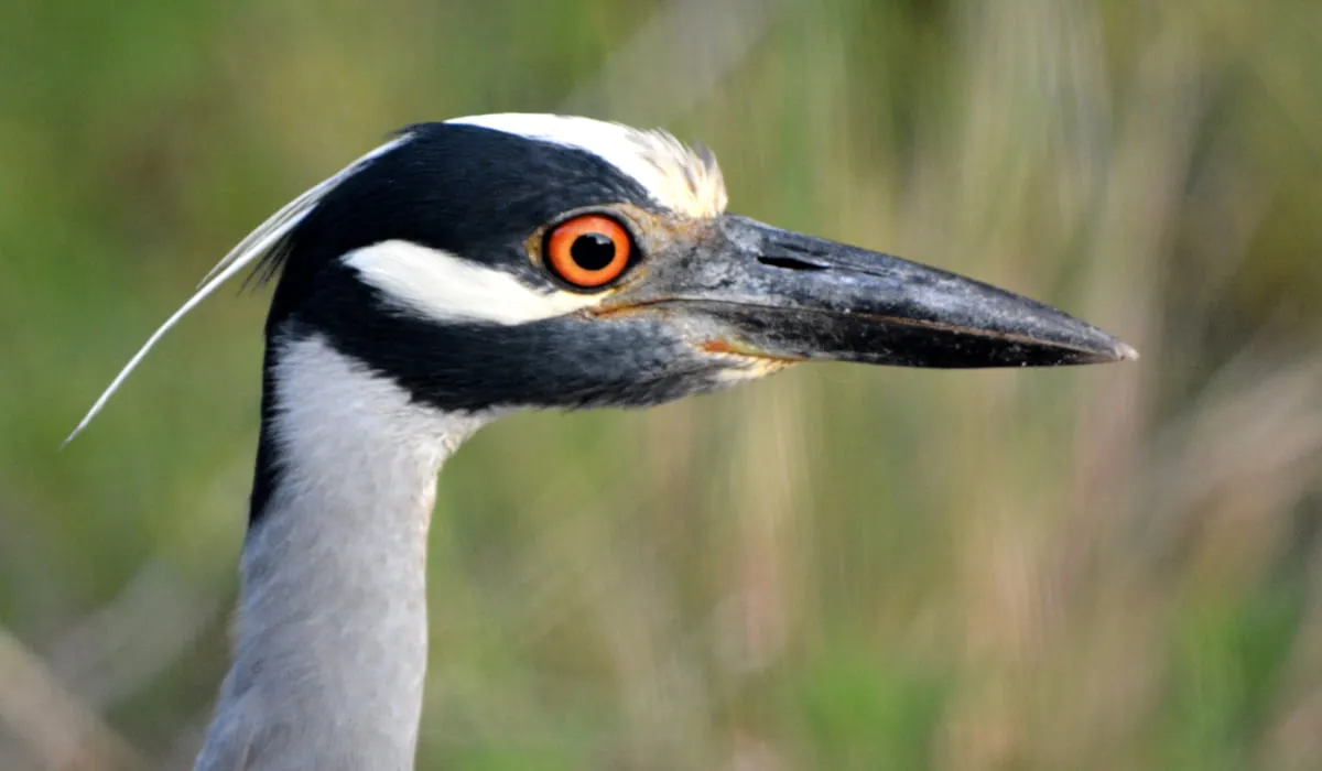 Vue rapprochée de la tête d'un bihoreau violacé