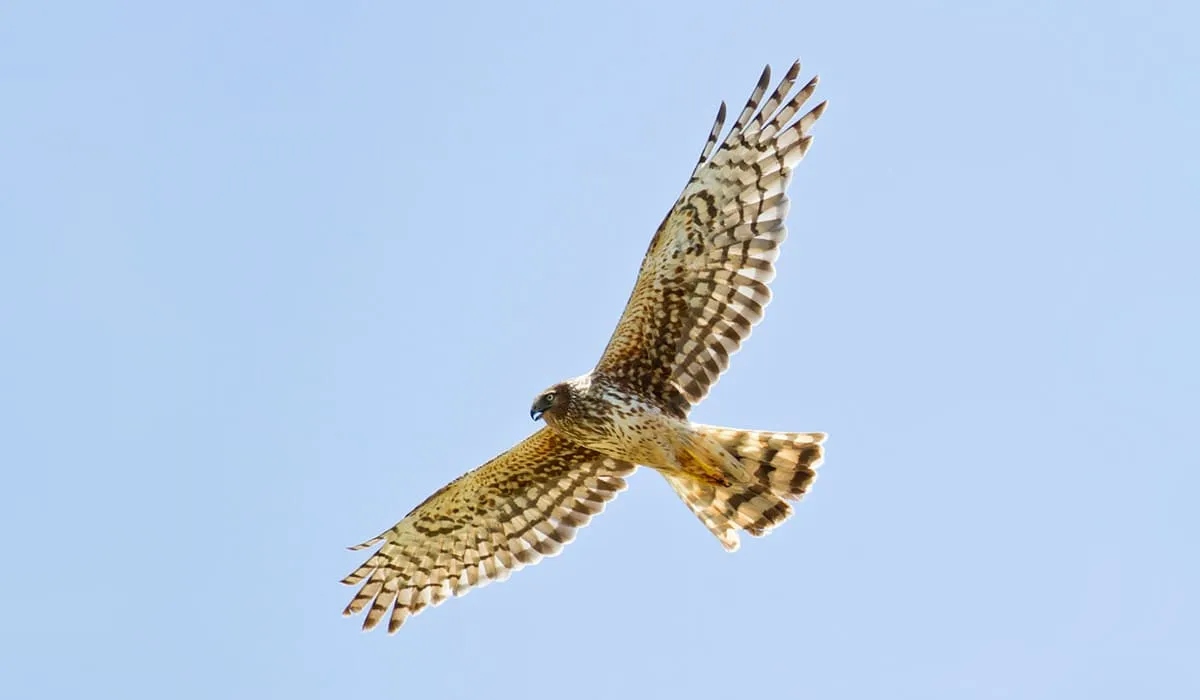 Busard d'Amérique en plein vol