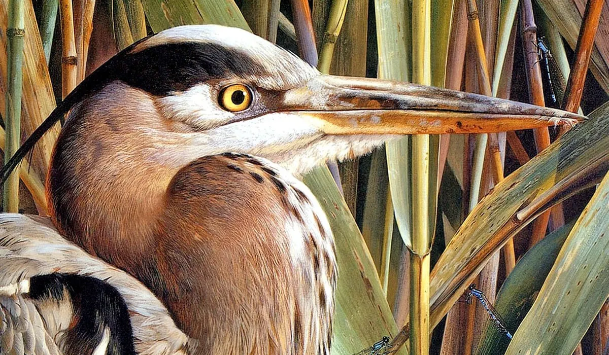 Vue rapprochée du butor d'Amérique