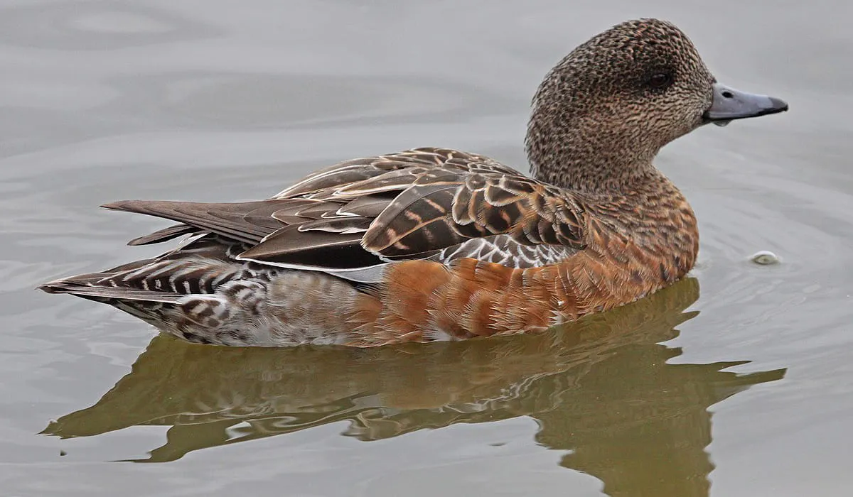 Canard d'Amérique dans une mare