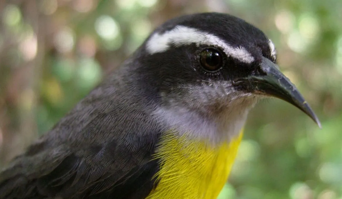 Vue rapprochée du sucrier à ventre jaune