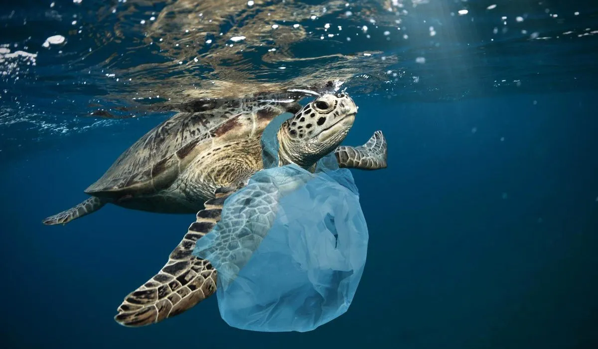 Tortue avec un sachet en plastique autour du cou