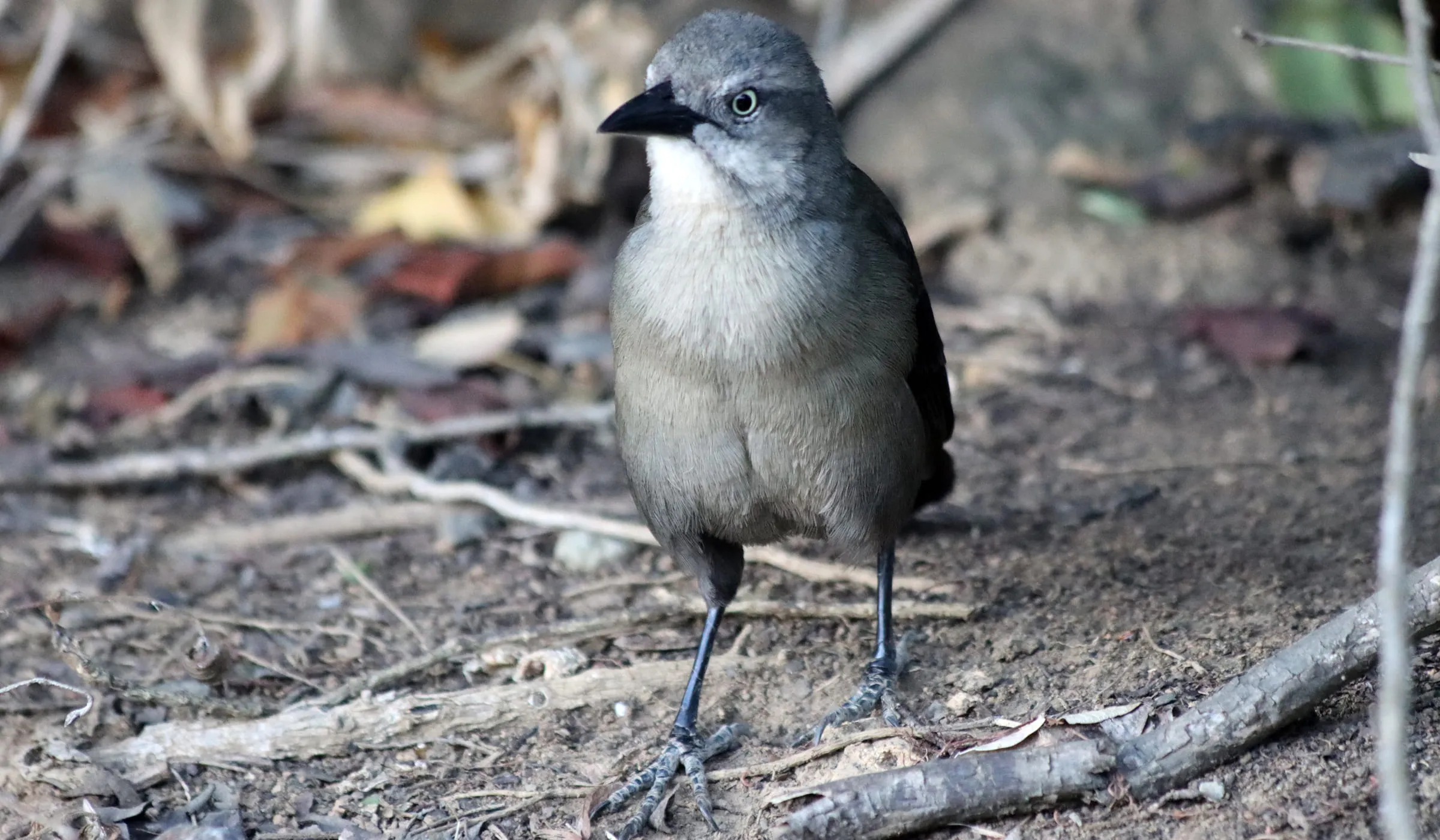 Femelle quiscale merle marchant sur du sable