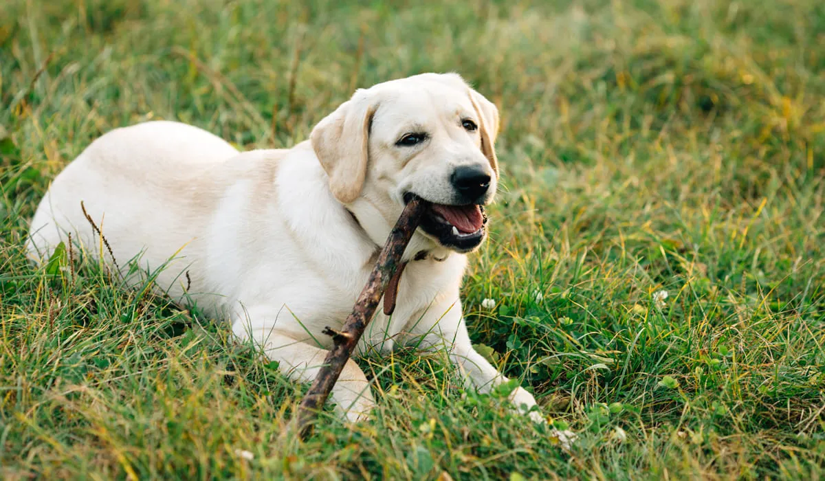 Labrador blanc couché sur l'herbe