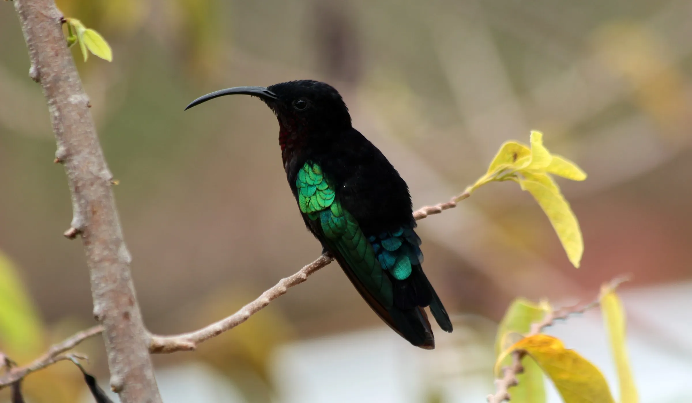 Colibri posé sur une branche