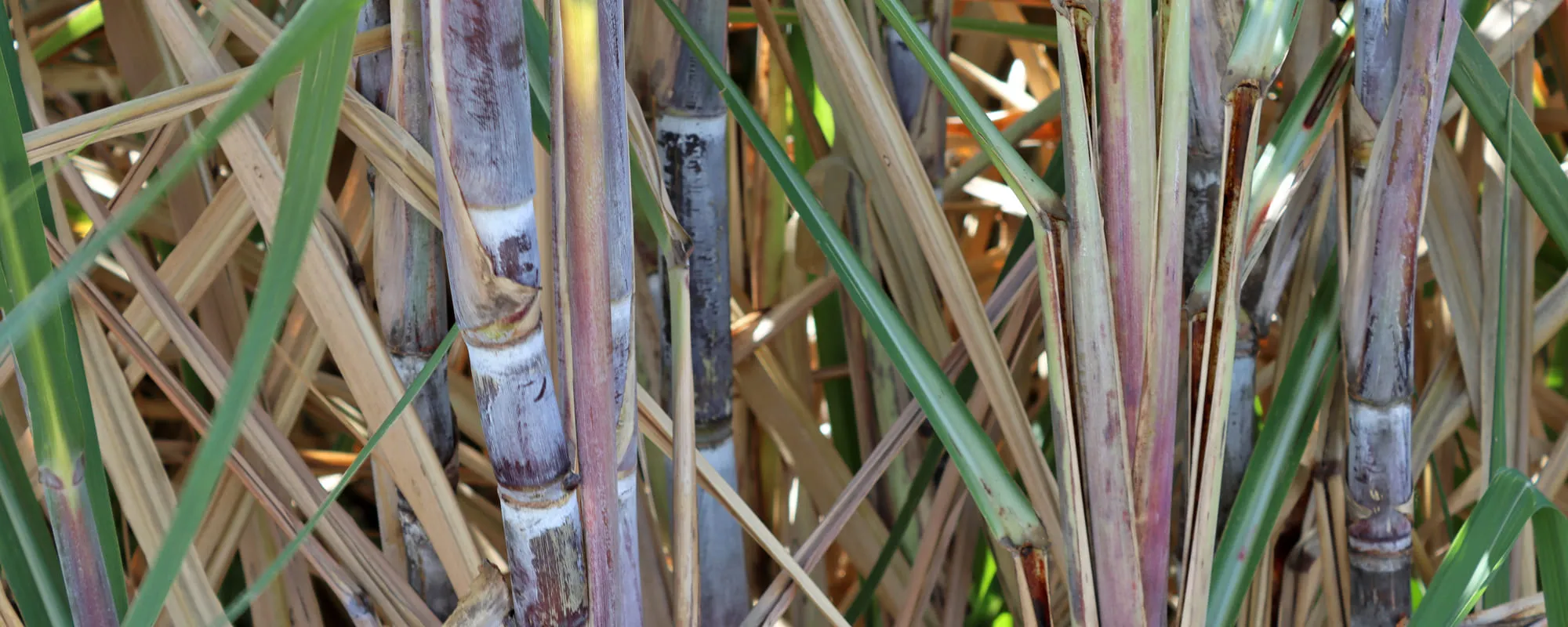 Champs de canne à sucre à Riviere-Salée