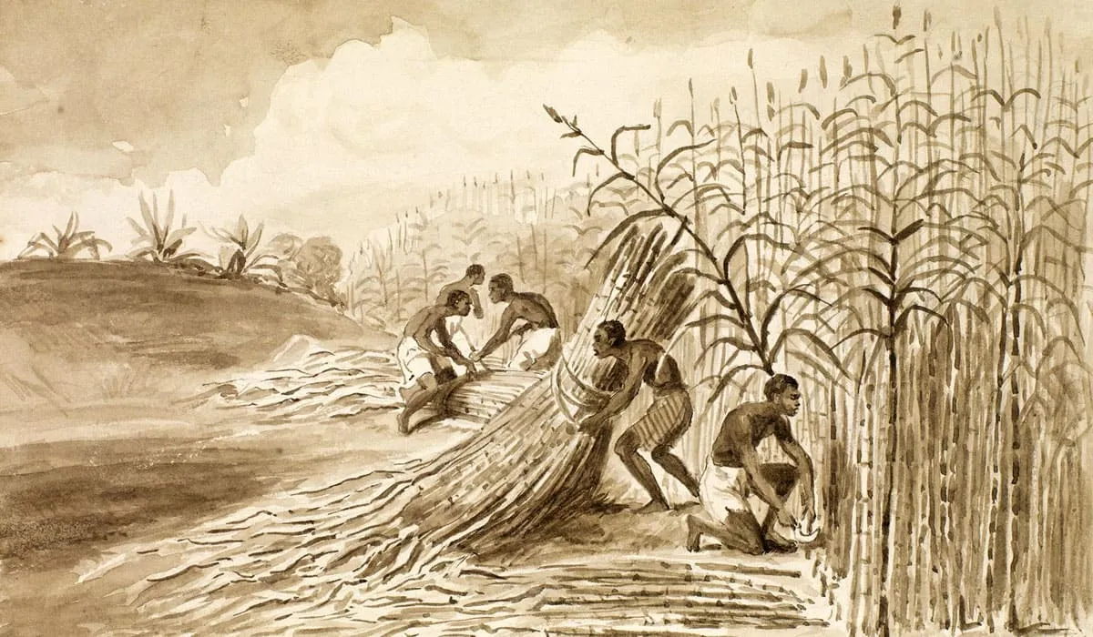 Slaves working in a sugarcane plantation in Martinique Slaves working in a sugarcane plantation in Martinique