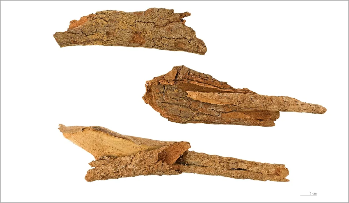 Écorce de bois bandé (Richeria grandis)