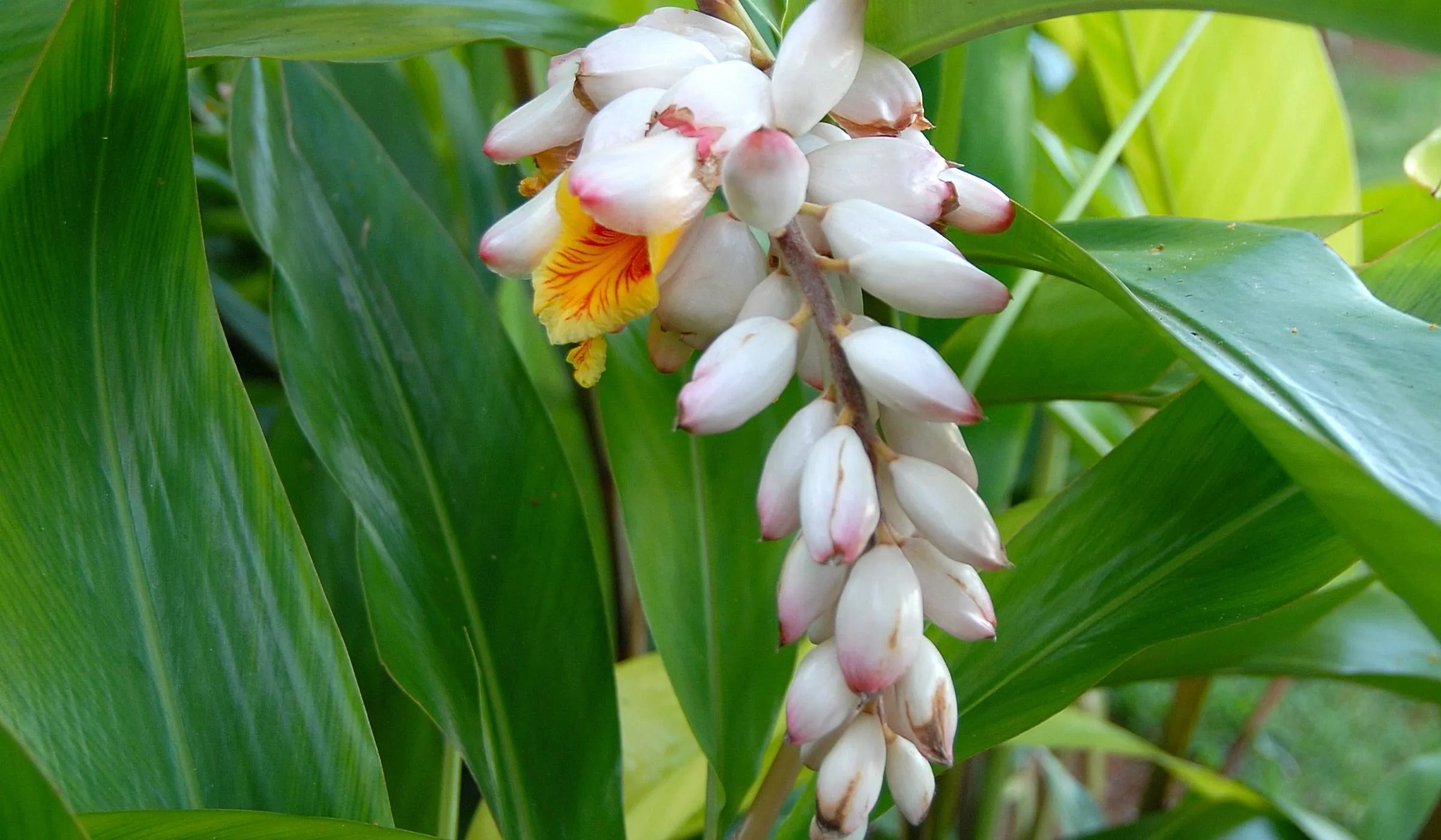Atoumo (Alpinia Zerumbet)