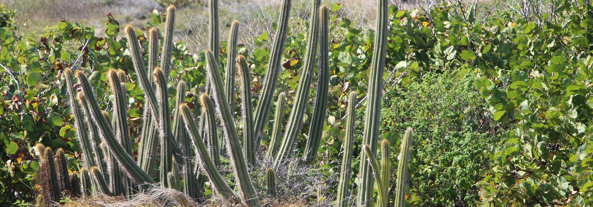 Cactus dans le sud de le Martinique