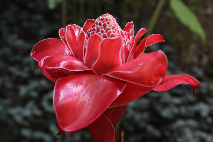 Alpinia